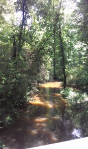 The creek where it all began