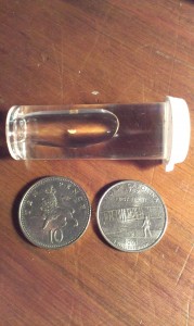 my gold flake (with international scale)